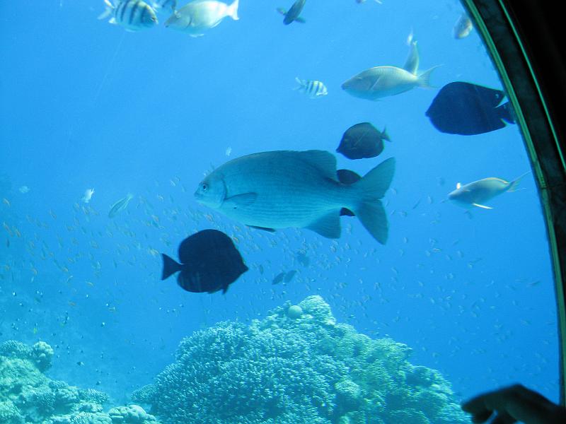 Sharm-el-Sheikh 158.jpg - Coral reef - Rifes de Coral - Korallenriff
Sharm-el-Sheikh Egypt - Egipto